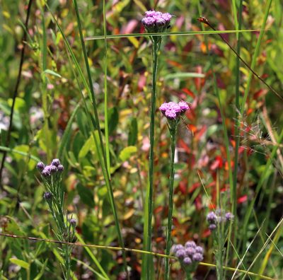 Carphephorus pseudoliatris, photographed by Lauren McLaurin