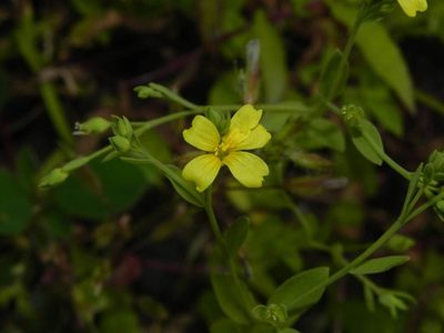 Linum mysorense, photographed by S.MORE