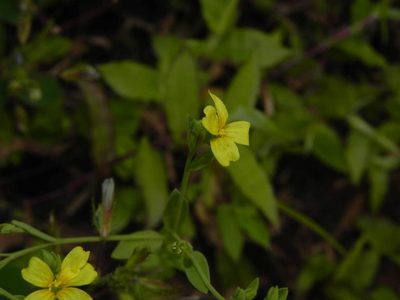 Linum mysorense, photographed by S.MORE