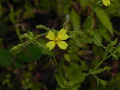 Linum mysorense, photographed by S.MORE