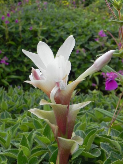 Curcuma caulina, photographed by S.MORE
