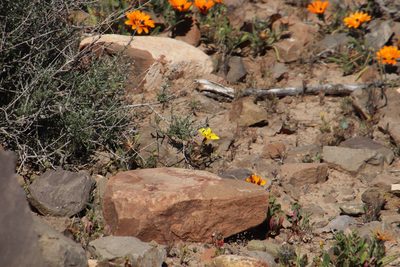 Gazania lichtensteinii, photographed by Tony Rebelo
