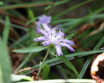 Stokesia laevis, photographed by Lauren McLaurin