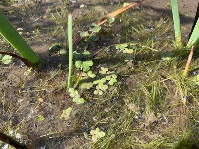 Lemna turionifera, photographed by Leah Gardner