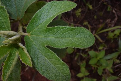 Decaschistia trilobata, photographed by S.MORE