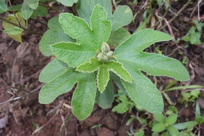 Decaschistia trilobata, photographed by S.MORE