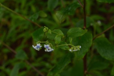 Adelocaryum coelestinum, photographed by S.MORE