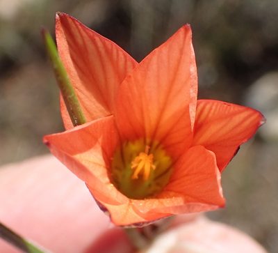 Romulea jugicola, photographed by Nicola van Berkel