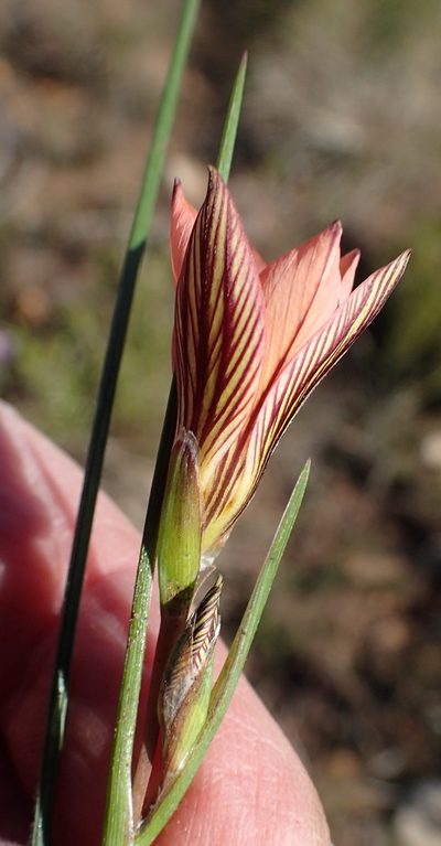 Romulea jugicola, photographed by Nicola van Berkel