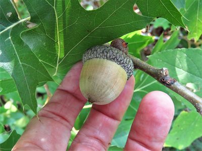 Quercus shumardii, photographed by Annika Lindqvist