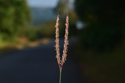 Ischaemum dalzellii, photographed by S.MORE