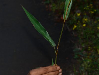 Ischaemum dalzellii, photographed by S.MORE