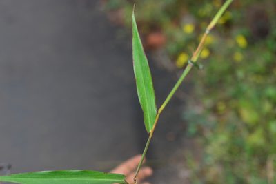 Ischaemum dalzellii, photographed by S.MORE