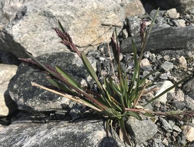 Poa alpina, photographed by Olav Skarpaas