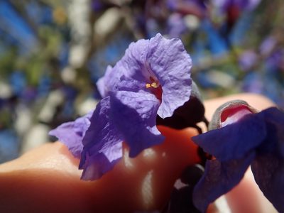 Bowdichia virgilioides, photographed by Tsssss