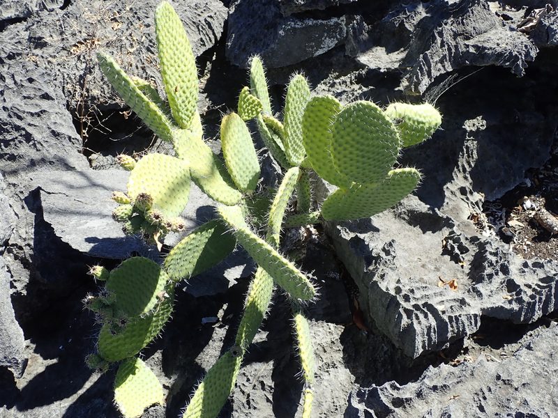 Tacinga saxatilis, photographed by Tsssss