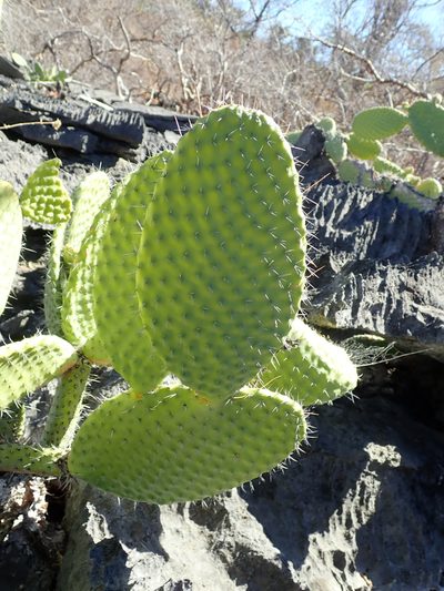 Tacinga saxatilis, photographed by Tsssss