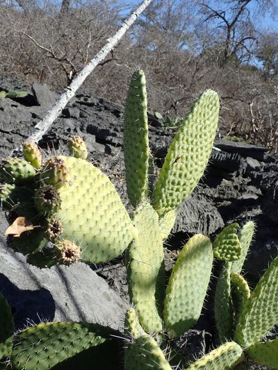Tacinga saxatilis, photographed by Tsssss