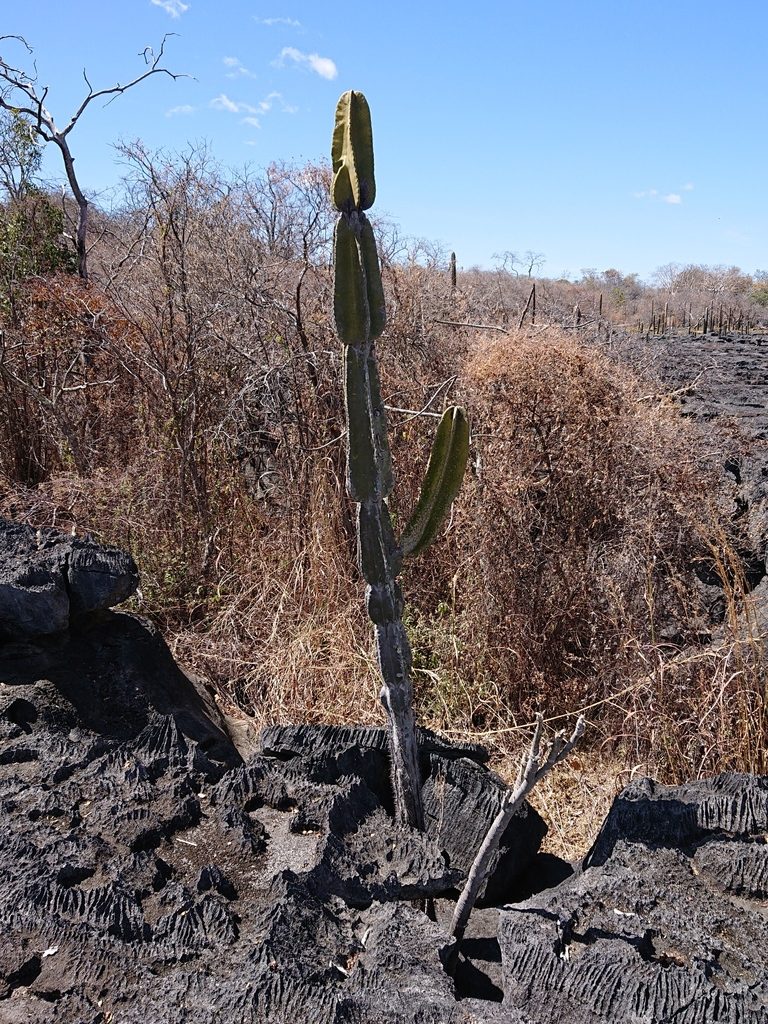 Cereus pierre-braunianus, photographed by Tsssss