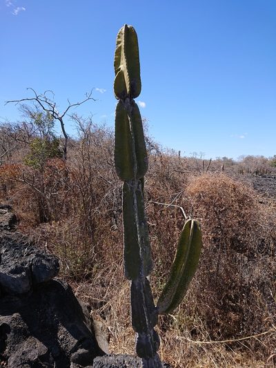 Cereus pierre-braunianus, photographed by Tsssss