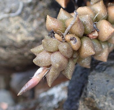 Anacampseros arachnoides, photographed by Nicola van Berkel