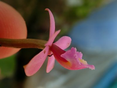 Epidendrum secundum, photographed by Tsssss