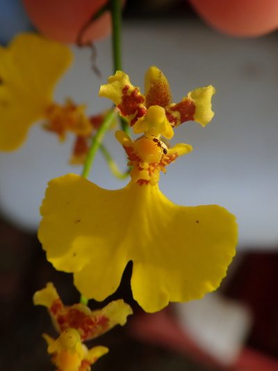 Gomesa flexuosa, photographed by Tsssss