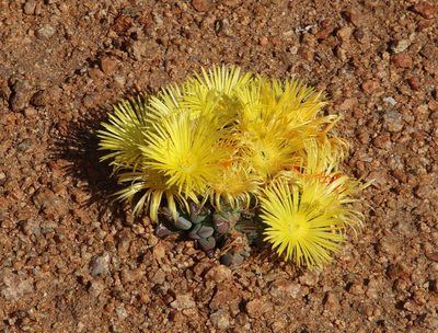 Cheiridopsis excavata, photographed by Tony Rebelo