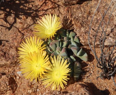 Cheiridopsis excavata, photographed by Tony Rebelo