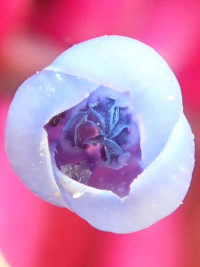 Aechmea gamosepala, photographed by Tsssss