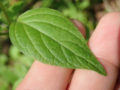 Browallia americana, photographed by Tsssss