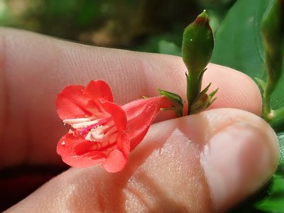 Ruellia brevifolia, photographed by Tsssss