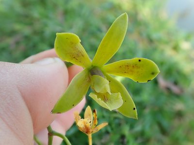 Encyclia patens, photographed by Tsssss
