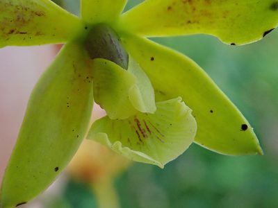 Encyclia patens, photographed by Tsssss