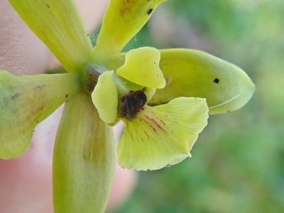 Encyclia patens, photographed by Tsssss