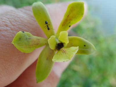Encyclia patens, photographed by Tsssss