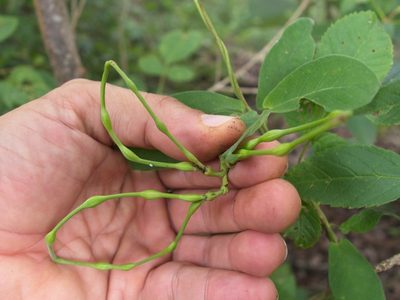 Mandevilla subsagittata, photographed by Matteo Cassella