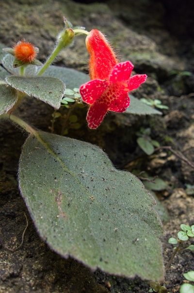 Kohleria rugata, photographed by Matteo Cassella