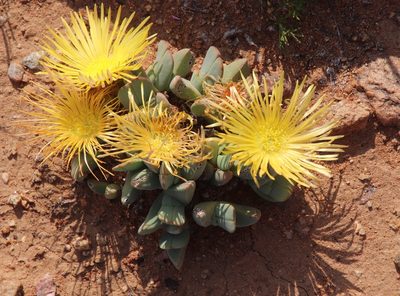 Cheiridopsis excavata, photographed by Tony Rebelo