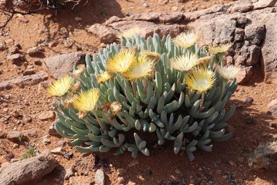 Cheiridopsis denticulata, photographed by Tony Rebelo