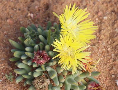 Cheiridopsis namaquensis, photographed by Tony Rebelo