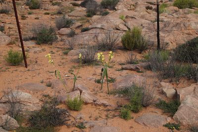 Moraea bifida, photographed by Tony Rebelo