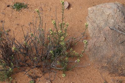 Zaluzianskya benthamiana, photographed by Tony Rebelo