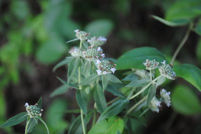 Pycnanthemum verticillatum, photographed by Zihao Wang