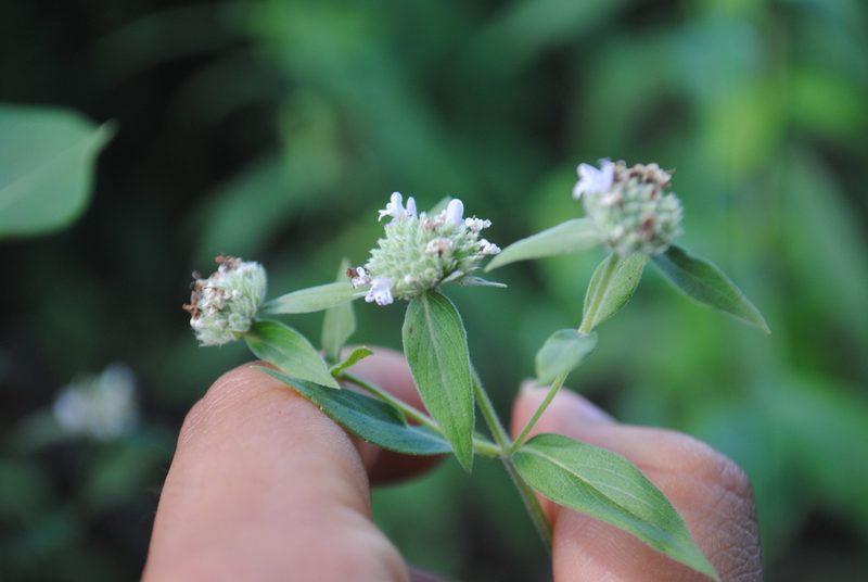Pycnanthemum verticillatum, photographed by Zihao Wang