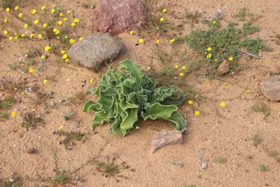 Mesembryanthemum guerichianum, photographed by Tony Rebelo