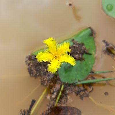 Nymphoides fallax, photographed by Juan Carlos Fonseca Mata