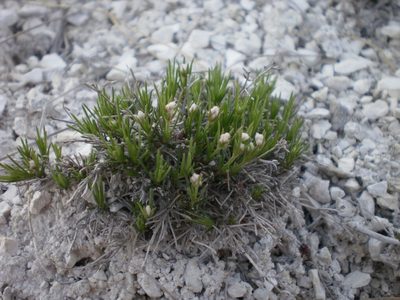 Cynanchica tephrocarpa, photographed by Oleksii Vasyliuk