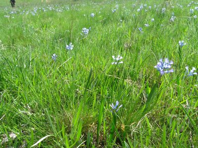 Hyacinthella pallasiana, photographed by Oleksii Vasyliuk