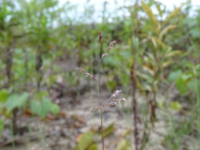 Triplasis purpurea, photographed by Reuven Martin